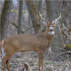 2 Day MI Whitetail Deer up to 140” for One Hunter