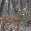 Image 1 : 2 Day MI Whitetail Deer up to 140” for One Hunter