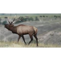 5 Day Elk 2 on 1 Hunt for Two Hunters