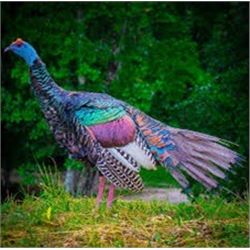 7 Day Hunt for Two Hunters for Three Species Each (except Cougar)