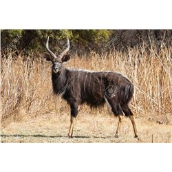 12 Day Hunt for 2 Nyala Bulls for Two Hunters