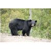 Image 1 : 7 Day Black Bear Hunt for One