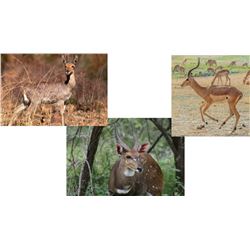 7 Day Hunt for Impala, Common Reed Buck,  & Bushbuck for One                                     Hun