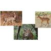 Image 1 : 7 Day Hunt for Impala, Common Reed Buck,  & Bushbuck for One                                     Hun