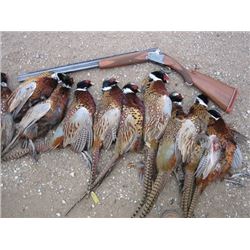 South Dakota Pheasant Hunt 2 DAY/ 2 NIGHT