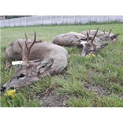 Serbia Roe Deer Hunt with European Hunting Adventures in 2019 or 2020