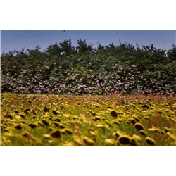 4 Days High Volume Dove Hunting for 4 hunters in Cordoba