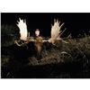 Image 1 : Archery Canadian Moose Hunt-***New - Can also be Rifle Hunt***