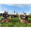 Image 2 : OHIO WHITETAIL HUNT FOR TWO HUNTERS