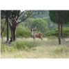 Image 2 : 5 Day Australian Adventure for Rusa Deer, Red Deer or Fallow Deer