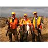 Image 1 : Pheasant Hunting for 1-2 Hunters