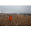 Image 3 : Pheasant Hunting for 1-2 Hunters
