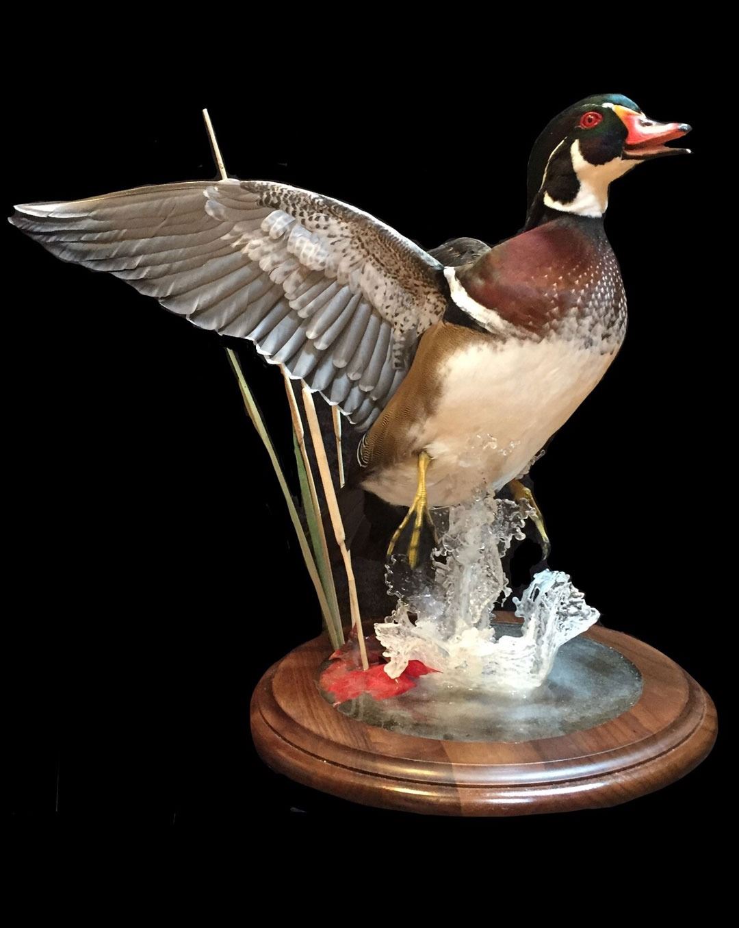 Waterfowl Mount from TrueLife Taxidermy