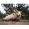 Image 2 : 7-Day Argentinian TX Dall Ram, Multi-Horn 