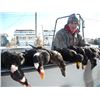 Image 3 : Drake’s Waterfowl Guide for 4 Guns