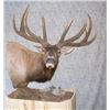 Image 1 : Shoulder Mount for Elk/Kudu Sized Animal from Natures Own Wildlife Studios