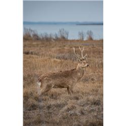 2 Youth Sika Deer Hunt with Williamson Outfitters