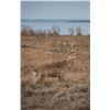 Image 1 : 2 Youth Sika Deer Hunt with Williamson Outfitters