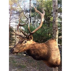 Elk Size Shoulder Mount