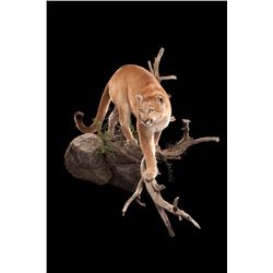 Life-size Taxidermy Mount Including Hardwood Base with Habitat Display