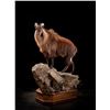 Image 3 : Life-size Taxidermy Mount Including Hardwood Base with Habitat Display