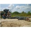 Image 1 : 8’ Alligator Hunt in Florida