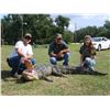 Image 3 : 8’ Alligator Hunt in Florida