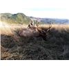 Image 2 : Oregon 6 Day Roosevelt Elk Hunt for 2