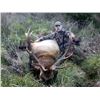 Image 3 : Oregon 6 Day Roosevelt Elk Hunt for 2