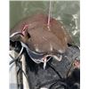 Image 4 : 6-Hour Night Trip for Stingray Bowfishing for 4