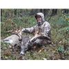 Image 4 : PA Whitetail Hunt for One Hunter and a non-hunting companion