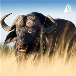 5-Day South Africa Cape Buffalo with Avula Safaris