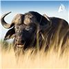 Image 1 : 5-Day South Africa Cape Buffalo with Avula Safaris