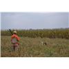 Image 3 : Pennsylvania Pheasant Hunting for 1-4 Hunters