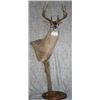 Image 1 : Pedestal Mount with Habitat for a Mule or Whitetail Deer from Natures Own Wildlife Studios
