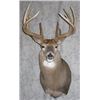 Image 3 : Pedestal Mount with Habitat for a Mule or Whitetail Deer from Natures Own Wildlife Studios