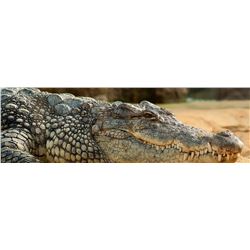 Africa Maximum Safaris 7 Day Nile Crocodile for 2 Hunters & 2 Observers