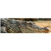Image 1 : Africa Maximum Safaris 7 Day Nile Crocodile for 2 Hunters & 2 Observers