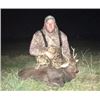 Image 2 : 2 Man Sika Deer Hunt with Williamson Outfitters