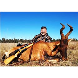 Restless Africa Safaris 7-day hunt for Red Hartebeest and Tsessebe