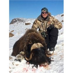 Muskox Hunt in Greenland