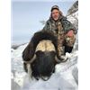 Image 2 : Muskox Hunt in Greenland