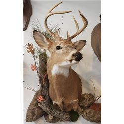 Shoulder Mount of a Deer Sized Animal