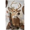 Image 1 : Shoulder Mount of a Deer Sized Animal