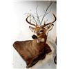 Image 3 : Shoulder Mount of a Deer Sized Animal