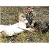 Image 5 : Hunters choice of Alaska Dall Sheep or Alaskan Yukon Moose Hunt
