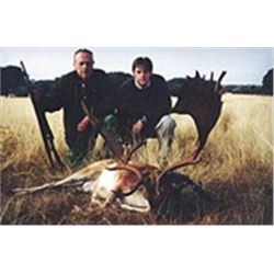 Trophy Roe Deer, Mouflon Sheep or Fallow Deer or Red Deer Hunt for 1 in Spain