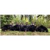 Image 1 : 7-Day New Brunswick Black Bear Hunt in memory of Bob Fiss