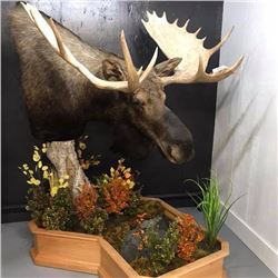 Pedestal Shoulder Mount for any animal up to a Moose