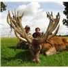 Image 4 : Scottish Red Stag for 1 Hunter